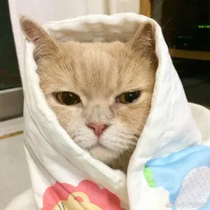 是喵星人啦00167-裹紧小被子猫