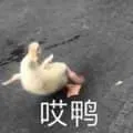 开心鸭00008-哎鸭