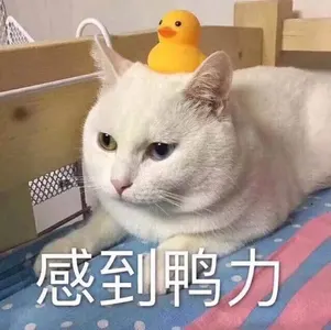 是喵星人啦00150-感到鸭力猫