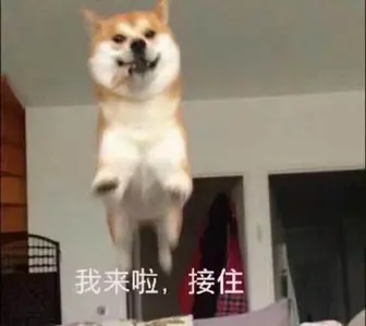 狗00052-我来啦-接住