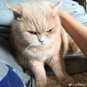 是喵星人啦00157-猫哥算了猫