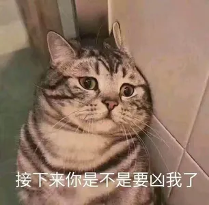 是喵星人啦00126-接下来你是不是要凶我了猫