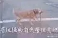 狗00048-有较强的自我管理意识