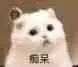 是喵星人啦00110-痴呆猫