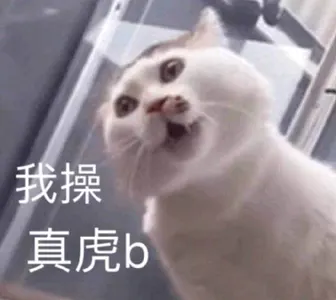 是喵星人啦00147-我X真虎B猫
