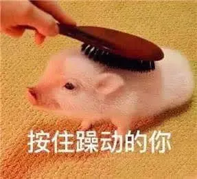 猪00020-按住躁动的你