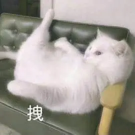 是喵星人啦00152-拽猫