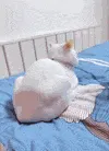 是喵星人啦00082-大屁股弹跳猫