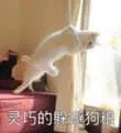 是喵星人啦00068-灵巧的躲避狗粮猫