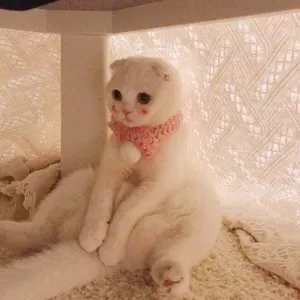 是喵星人啦00174-坐立猫猫