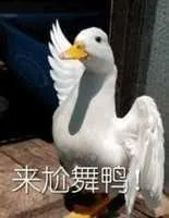 开心鸭00048-来尬舞鸭