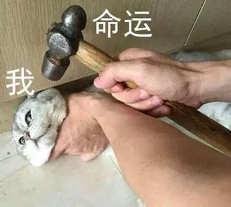 是喵星人啦00029-我命运猫