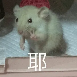 仓鼠00003-耶