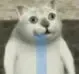 奇妙猫00004-口水猫