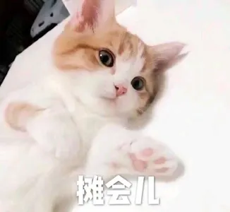 是喵星人啦00008-瘫会儿猫