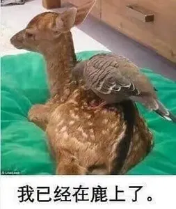 鸽子00003-我已经在路上了-我已经在鹿上了