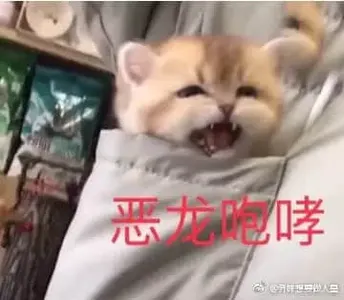 是喵星人啦00103-恶龙咆哮猫
