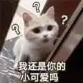 是喵星人啦00040-我还是你的小可爱吗猫