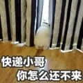 是喵星人啦00062-快递小哥-你怎么还不来猫
