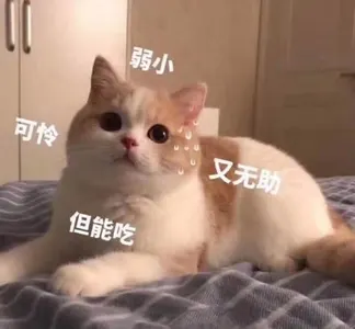 是喵星人啦00177-弱小可怜又无助但能吃-猫