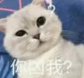 是喵星人啦00038-你凶我猫