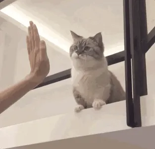 是喵星人啦00080-击掌猫
