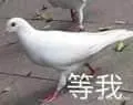鸽子00006-等我