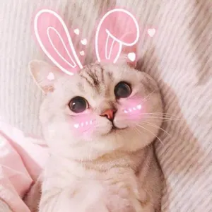 是喵星人啦00169-猫粉兔耳猫