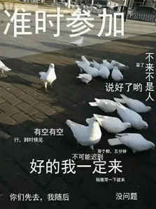 鸽子00014-准时参加好的我一定来-说好了哟不来不是人