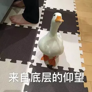 开心鸭00002-来自底层的仰望