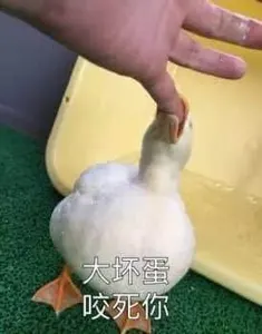 开心鸭00022-大坏蛋咬死你