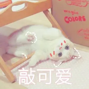 是喵星人啦00121-敲可爱猫