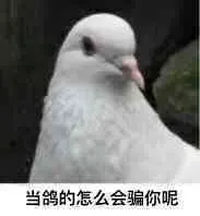 00016鸽子-当鸽的怎么能骗你呢