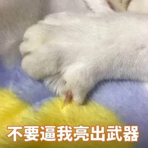 是喵星人啦00159-不要逼我亮出武器猫