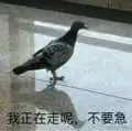 鸽子00010-我正在走呢不要急