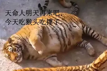 黑神话悟空00006-天命人明天再来吧今天猴头吃撑了
