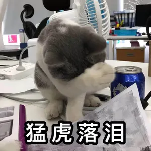 是喵星人啦00176-猛虎落泪猫