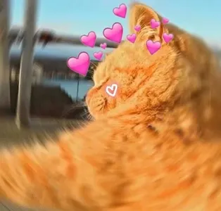 心心00015-橘猫心心