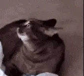 是喵星人啦00004-震惊猫