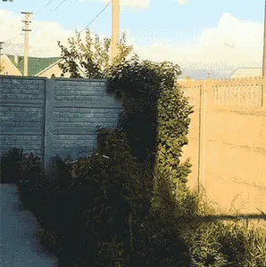 狗00026-跳起一只狗