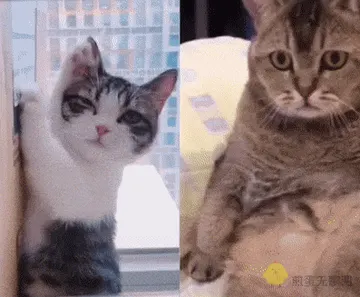 是喵星人啦00001-看直播猫