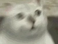 奇妙猫00005-眼中星河