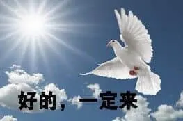 鸽子00012-好的一定来-ok好哒
