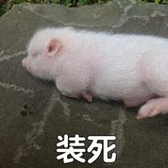 猪000040-装死
