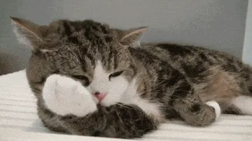 是喵星人啦00039-舔舔爪子猫