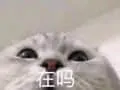 是喵星人啦00050-在吗猫