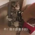 是喵星人啦00061-不-我不跟傻子玩猫
