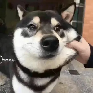 狗00015-捏脸