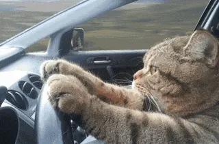 是喵星人啦00030-开车猫