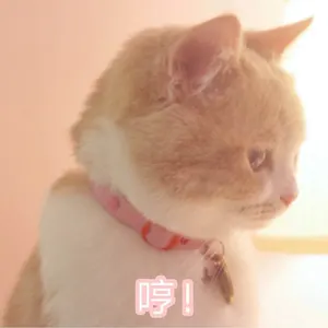 是喵星人啦00151-哼猫